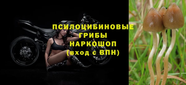 прущие грибы Михайловск